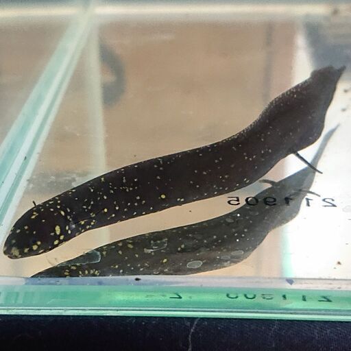 レピドシレン パラドクサ アクアリウム熱帯魚古代魚 ジモティーアクア 宮之阪のその他の中古あげます 譲ります ジモティーで不用品の処分