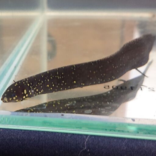 レピドシレン パラドクサ アクアリウム熱帯魚古代魚 ジモティーアクア 宮之阪のその他の中古あげます 譲ります ジモティーで不用品の処分