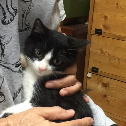 ハチワレ子猫メス生後２カ月くらい Ka5502 道徳の猫の里親募集 ジモティー