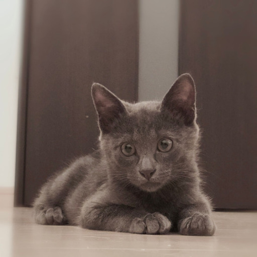 グレーの子猫 譲渡決定 Niko 坂ノ市の猫の里親募集 ジモティー グレーの子猫 譲渡決定 Niko 坂ノ市の猫の里親募集 ジモティー