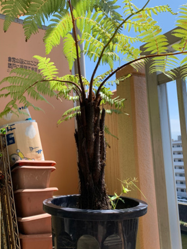 希少植物 ヘゴシダ