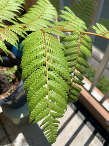 希少植物 ヘゴシダ