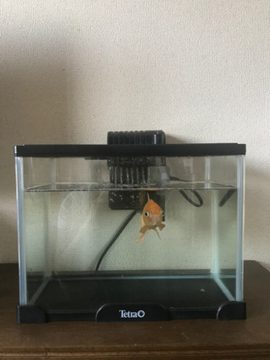 金魚 水槽 フィルターなど一式差し上げます かゆい 東中山のその他の中古あげます 譲ります ジモティーで不用品の処分