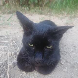 急募 黒猫 オス 虚勢済み − 山梨県