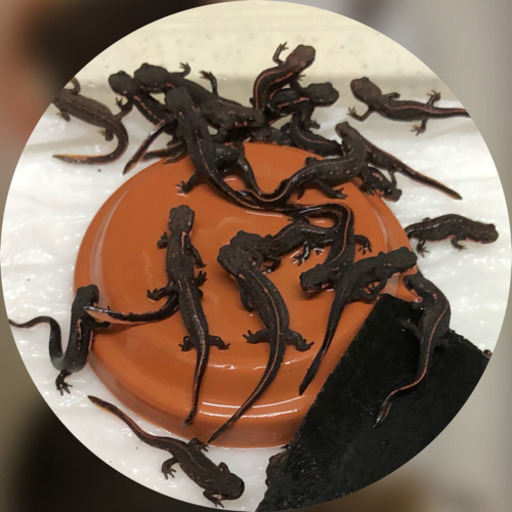 ご相談中 希少アカハライモリ幼体 両生類５匹 クロハチビ 名古屋のその他の中古あげます 譲ります ジモティーで不用品の処分