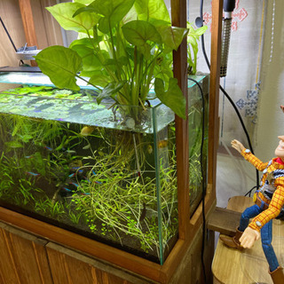 ジンゴニウム 大 水耕栽培 キヨ 古賀のその他の中古あげます 譲ります ジモティーで不用品の処分