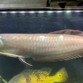 シルバーアロワナ　　熱帯魚