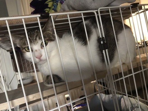 寂しい思いをしている猫ちゃん 人なれ訓練中 ベテランの方に 光田 熊本の猫の里親募集 ジモティー