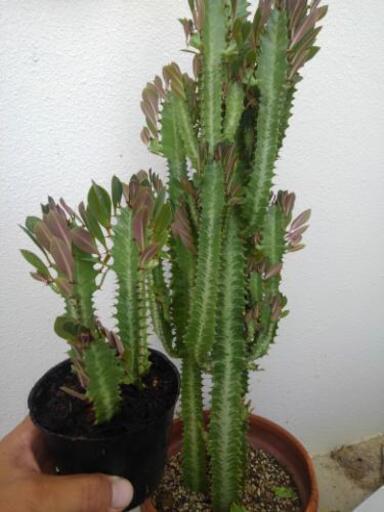 サボテン 3本 観葉植物 沢山増やせます マリン 浦添前田のその他の中古あげます 譲ります ジモティーで不用品の処分