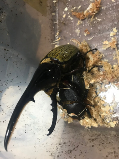 ヘラクレスオオカブト5匹セット幼虫初令から2令 昆虫ゼリー 東高円寺のその他の中古あげます 譲ります ジモティーで不用品の処分