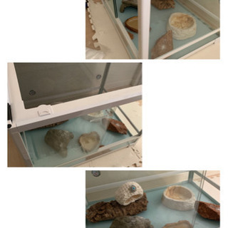 爬虫類飼育セット　照明もついてます　ゲージ60cm