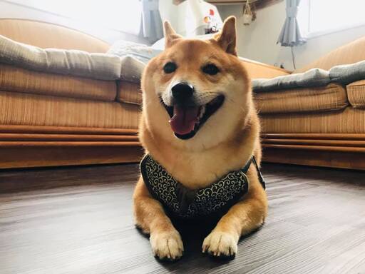 お家みたいにペットをお預かりします 小型犬日帰り1980円 アイビー シンガキ 中頭の犬の無料広告 無料掲載の掲示板 ジモティー