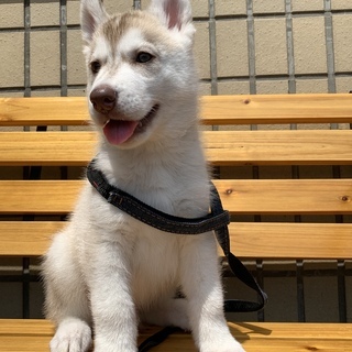 2ヶ月ハスキー子犬里親募集投稿文をよくご確認ください プリベ動物病院 運動公園前のその他の里親募集 ジモティー 2ヶ月ハスキー子犬里親募集投稿文をよくご確認ください プリベ動物病院 運動公園前のその他の里親募集 ジモティー