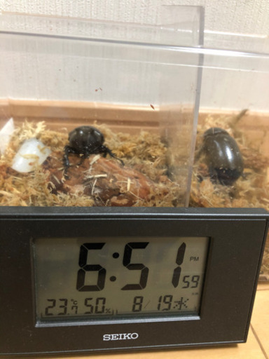 [希少　激レア種☆受け渡し終了]エンドウゴホンヅノカブト　成虫ペア(カブトムシ　クワガタ)