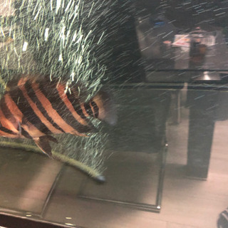 ダトニオ美バンド