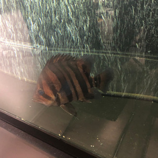 ダトニオ美バンド