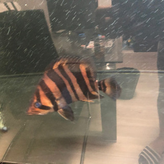 ダトニオ美バンド