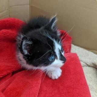 🙇譲渡完了感謝です🙇生後1ヶ月程の3匹の仔猫ちゃん🐈 − 鹿児島県