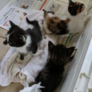 🙇譲渡完了感謝です🙇生後1ヶ月程の3匹の仔猫ちゃん🐈 - 鹿児島市