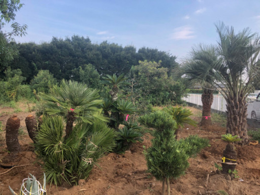 チャメロップス 税別