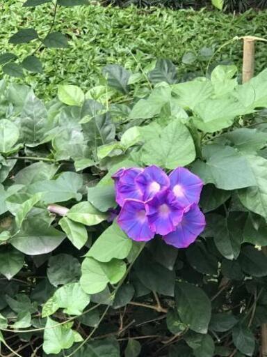 クレソンの自生しているところ 花粉症 新静岡の教えての助け合い ジモティー