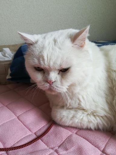 老猫のスコティッシュフォールドの無料での里親募集です Toshi 近鉄八尾の猫の里親募集 ジモティー 老猫のスコティッシュフォールドの無料での里親募集です Toshi 近鉄八尾の猫の里親募集 ジモティー