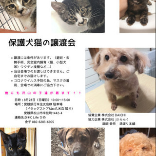 保護犬猫の譲渡会を開催します。