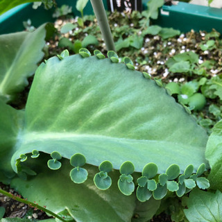 【子宝に恵まれる！？】子宝草　苗　無料でお分けします　多肉植物