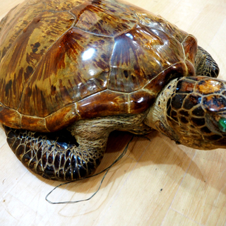 昭和レトロ　石樽　石カメ　樽　カメ　骨董カメ　陸軍　古樽　古カメ 亀 剥製 甲羅 アンティーク 古民家 古道具 オブジェ 骨董