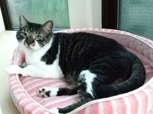 猫にもてもて寛大なぽんたくん6才 綾野 あざみ野の猫の里親募集 ジモティー 猫にもてもて寛大なぽんたくん6才 綾野 あざみ野の猫の里親募集 ジモティー