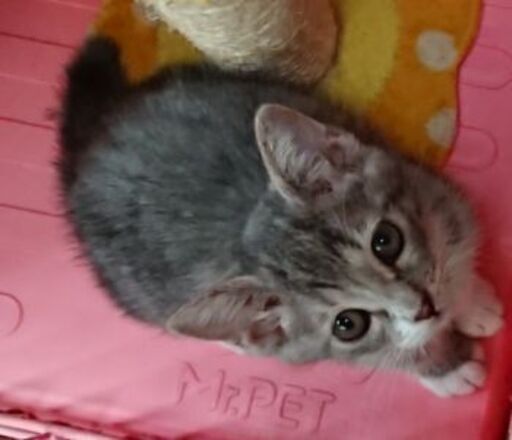 グレー白の可愛いオスメス兄妹生後３ヶ月半 Tina 世田谷の猫の里親募集 ジモティー