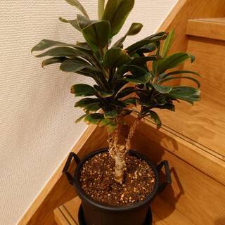 【300円】観葉植物　コルディリネ