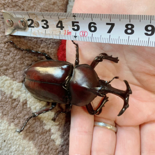 大きめsize 珍しいカブトムシ赤茶固体 オス カブトムシ みんみん 三ツ境のその他の中古あげます 譲ります ジモティーで不用品の処分