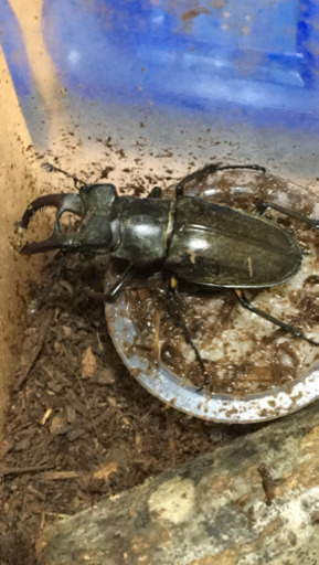 あと少しでカブトムシ クワガタの時期終わります お早めに ノコギリクワガタ ミヤマクワガタ その他 キャラクター物大量 国母のその他の中古あげます 譲ります ジモティーで不用品の処分 あと少しでカブトムシ クワガタの時期終わります お早めに ノコギリクワガタ ミヤマクワガタ その他 キャラクター物大量 国母のその他の中古あげます 譲ります ジモティーで不用品の処分