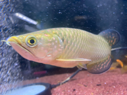 至急ノーザンバラムンディ25cm