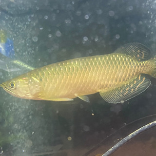 至急ノーザンバラムンディ25cm