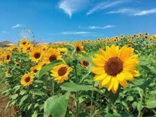 今の生活に不安があり 自給自足を真剣に考えている方 話しませんか Nar 新宿の友達のメンバー募集 無料掲載の掲示板 ジモティー