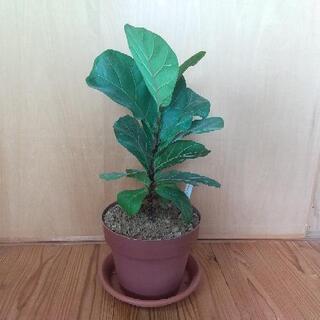 フィカス・リラータ／観葉植物／40cm