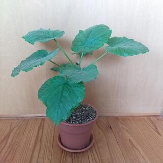 フィカス・ウンベラータ／観葉植物／35cm