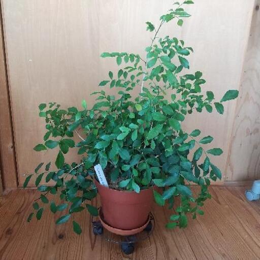 シルクジャスミン ゲッキツ 観葉植物 55cm ひさ 人吉の家具の中古あげます 譲ります ジモティーで不用品の処分 シルクジャスミン ゲッキツ 観葉植物 55cm ひさ 人吉の家具の中古あげます 譲ります ジモティーで不用品の処分