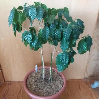 コーヒーノキ／観葉植物／55cm