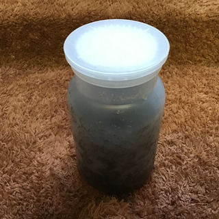 ノコギリクワガタ幼虫・菌糸瓶セットです