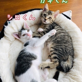 一緒に遊ぼ⭐︎人馴れ抜群美猫のキジ白くん❤️ - 里親募集