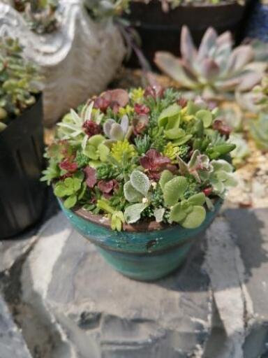 Soldout ちまちま寄せ水やり簡単セダム丼多肉植物リメイク鉢 かめちん 紫のその他の中古あげます 譲ります ジモティーで不用品の処分 Soldout ちまちま寄せ水やり簡単セダム丼多肉植物リメイク鉢 かめちん 紫のその他の中古あげます 譲ります ジモティーで不用品の処分