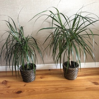 植物/プラント2個セット【IKEA】DRUVFLÄDER 鉢カバー付き