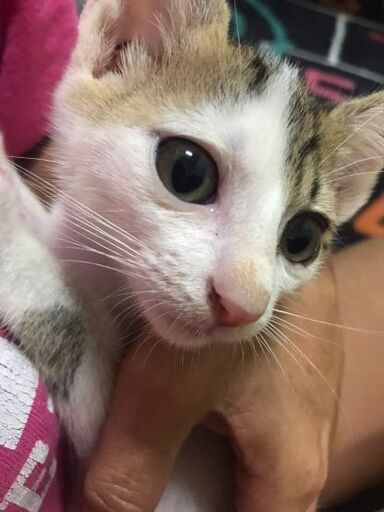 生後約２ヶ月半の男の子です ナナ君です Kakasu 宜野湾の猫の里親募集 ジモティー