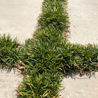 成立】玉竜 タマリュウ 大量 6年もの 砂利と交換しませんか？