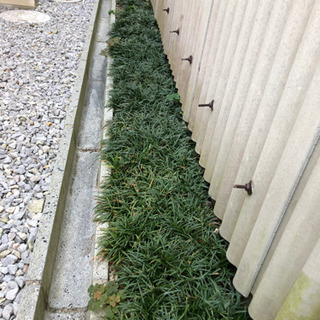 【成立】玉竜　タマリュウ　大量　6年もの　砂利と交換しませんか？ 成立】玉竜 タマリュウ 大量 6年もの 砂利と交換しませんか？