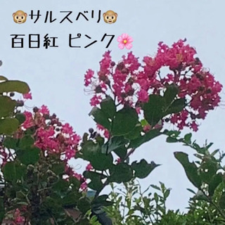 【今週末限定】サルスベリ 百日紅 植物苗 ピンク 挿し木 挿し穂