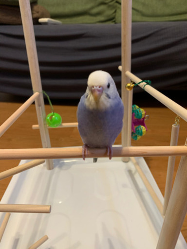 セキセイインコ幼鳥 7月上旬生まれ 里親 候補決まりました 凸凹 近文のその他の里親募集 ジモティー セキセイインコ幼鳥 7月上旬生まれ 里親 候補決まりました 凸凹 近文のその他の里親募集 ジモティー